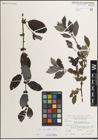 Foto von Salix myrsinifolia Salisb.
